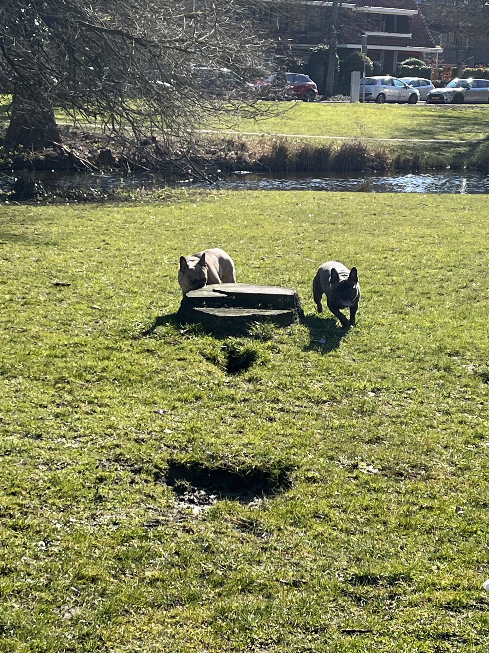 Maria Belen, pet sitter in Delft, photo 2