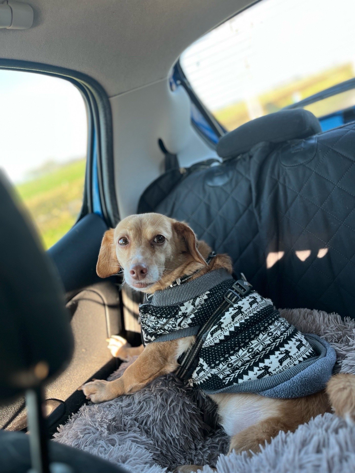 Tess, pet sitter in Uden, photo 4
