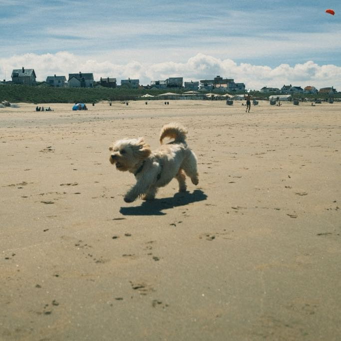 Marcos, pet sitter in Amsterdam, photo 2