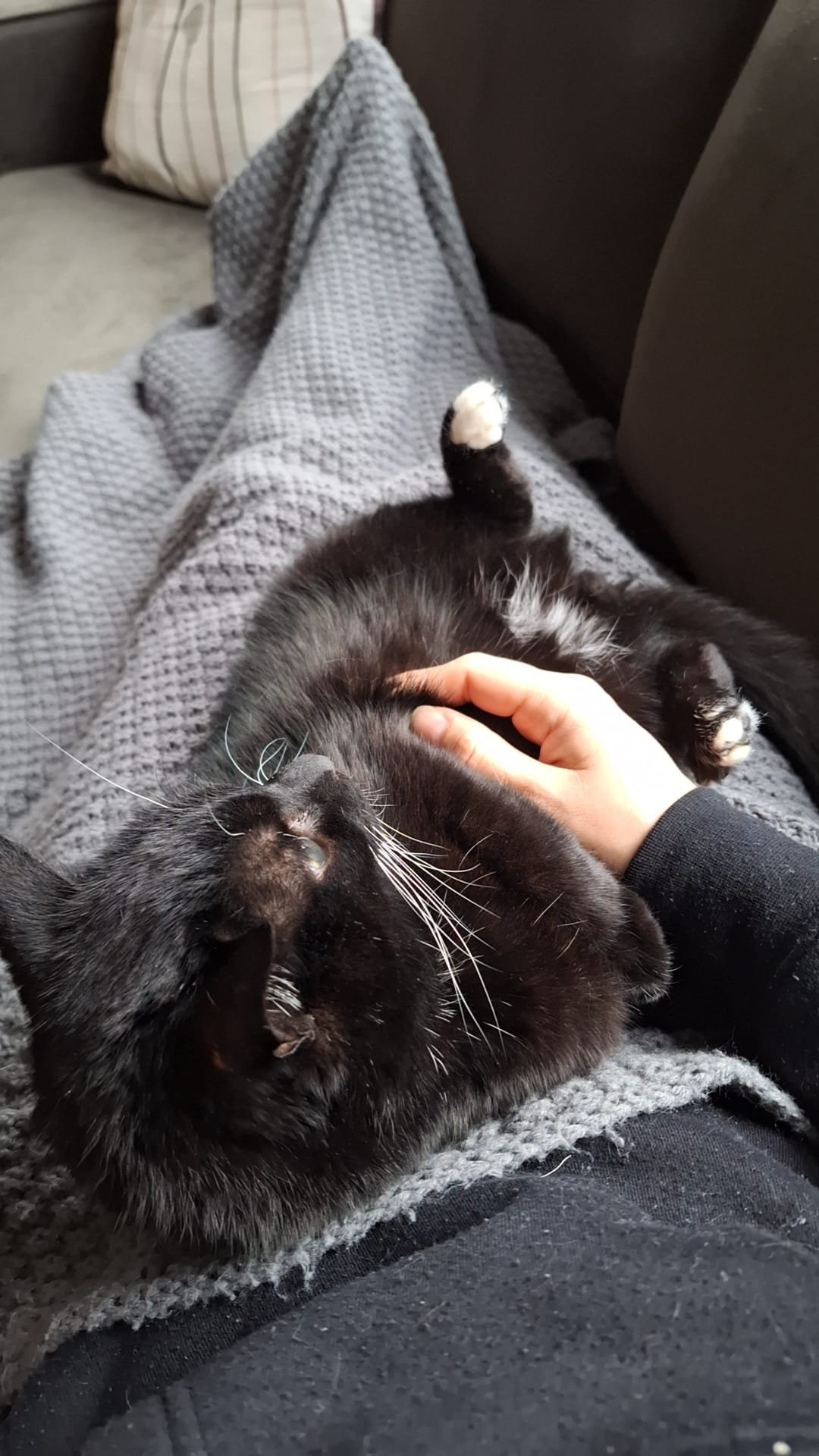 Linda, pet sitter in Delft, photo 1