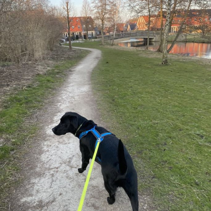 Daphne, pet sitter in Heemskerk, photo 4