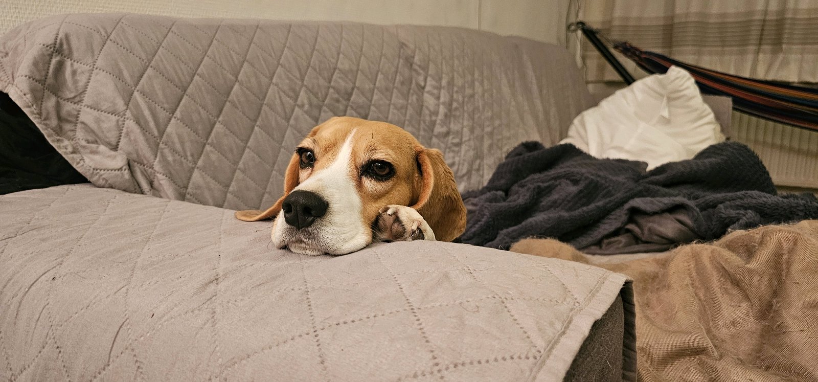 Juan Jose, pet sitter in utrecht, photo 4