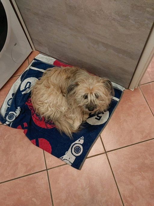 Agnieszka, pet sitter in Weert, photo 1