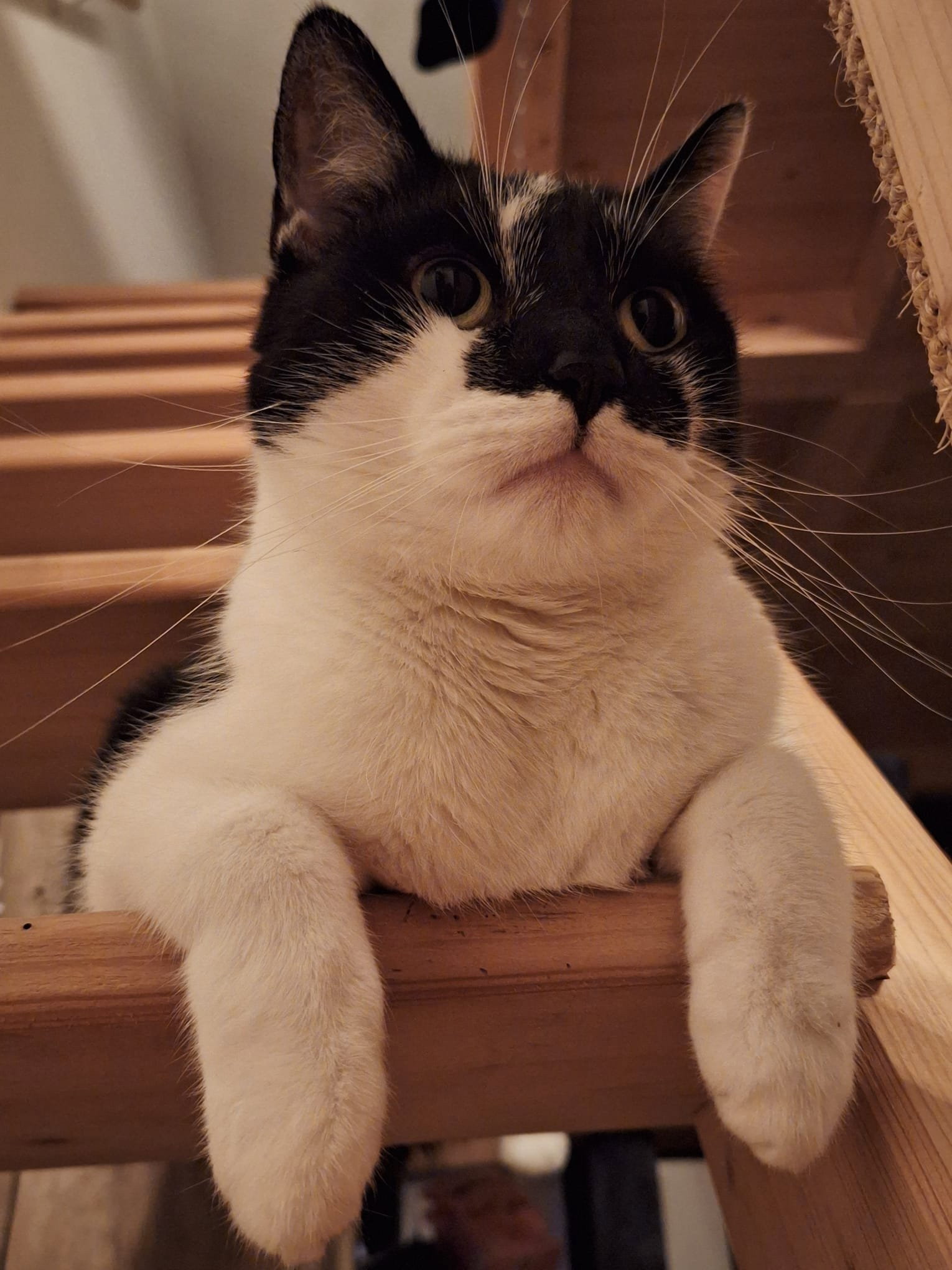 Sophia, Tiersitter in Dresden, Foto 5