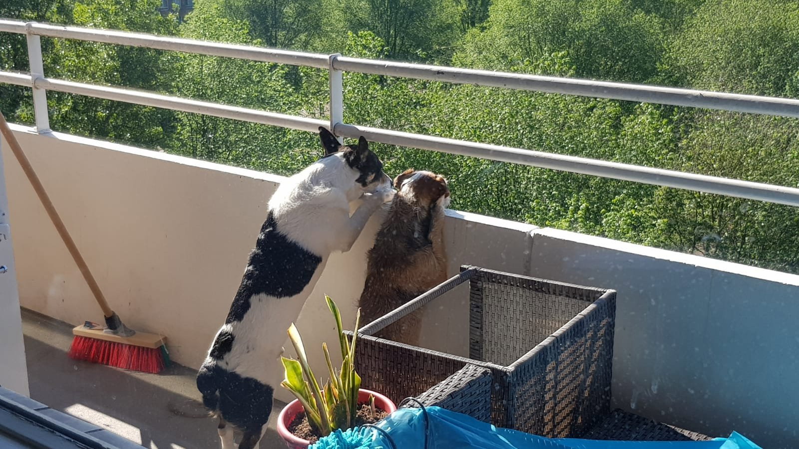 Eva, pet sitter in Waddinxveen, photo 2