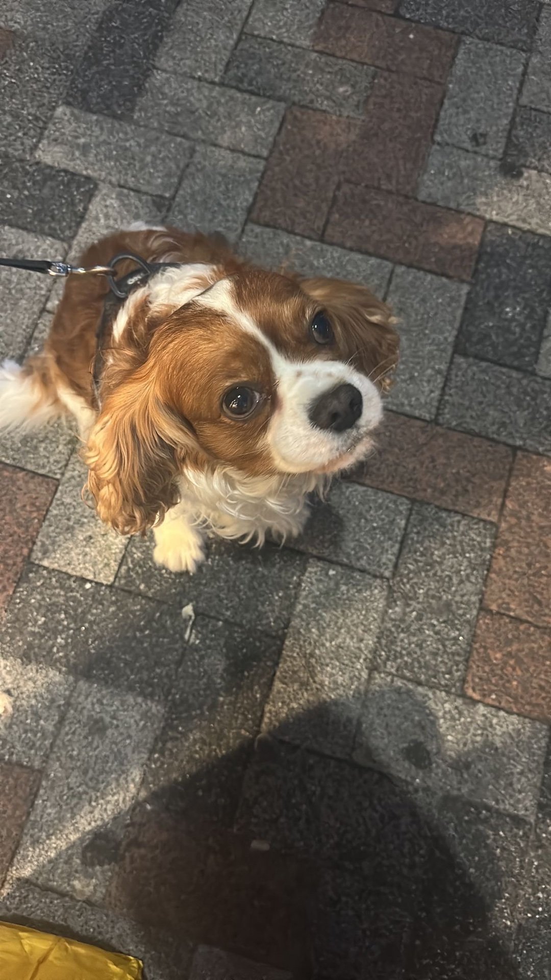 Maria Leonor, pet sitter in Eindhoven, photo 3