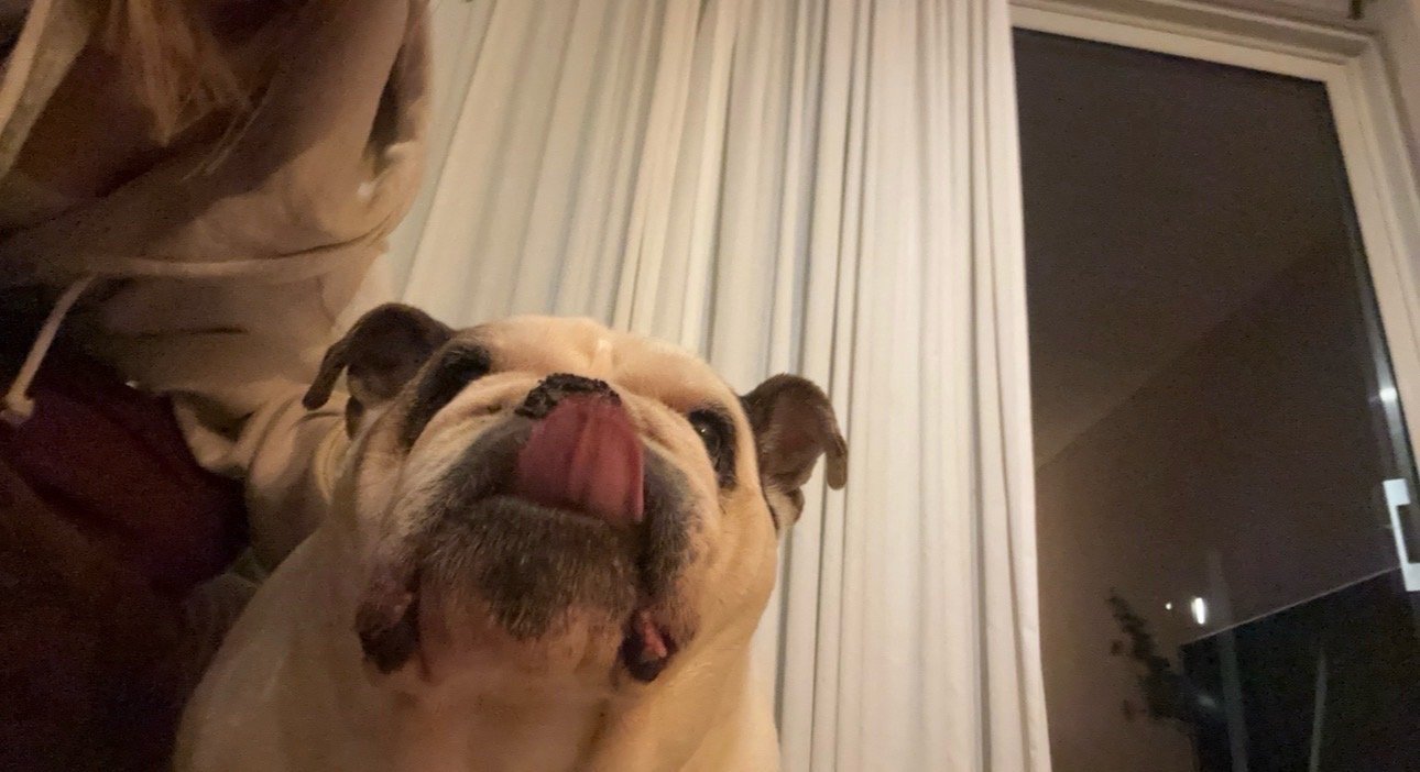 Celeste, pet sitter in Den Haag, photo 3