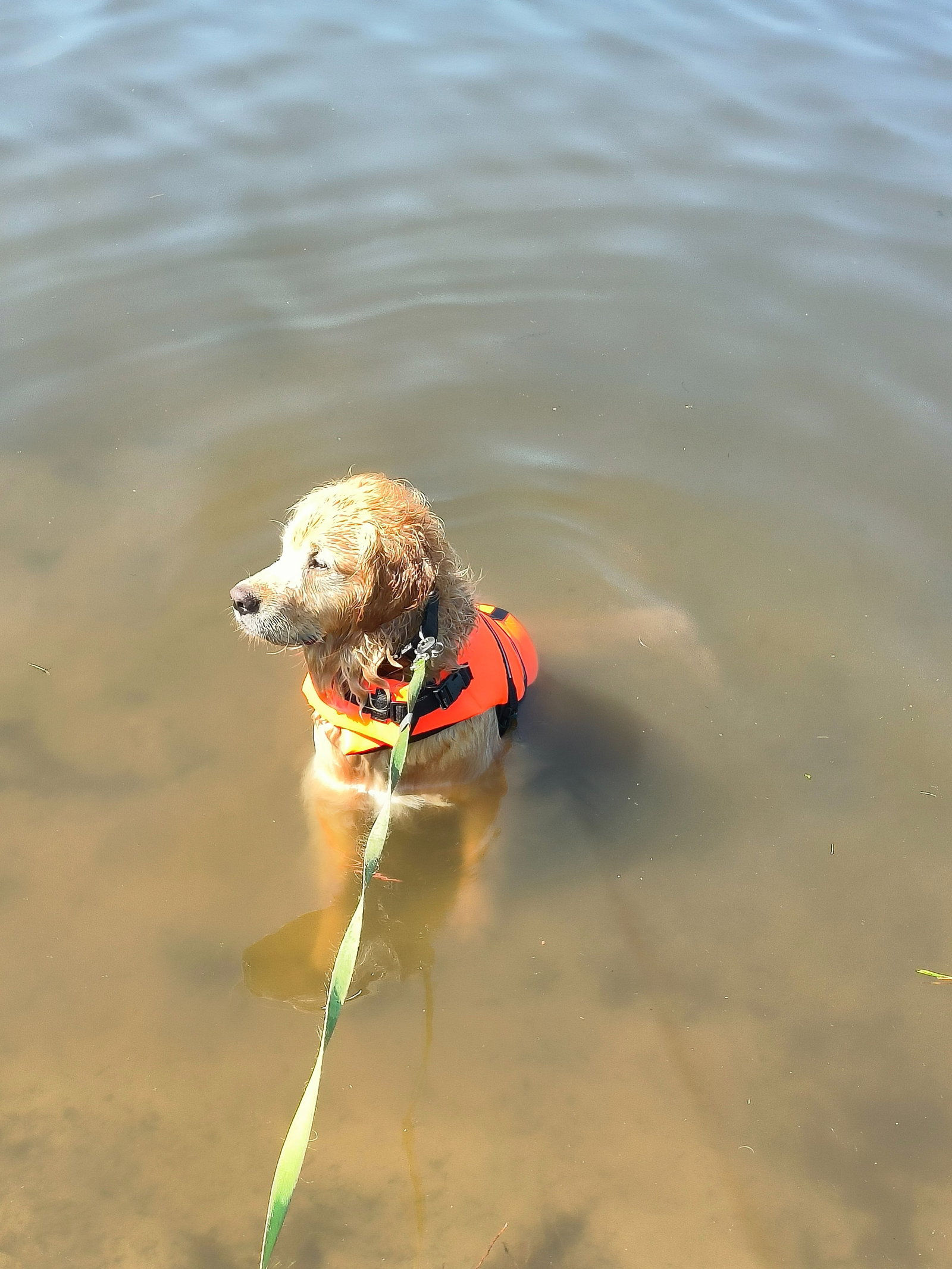 Girte, pet sitter in Oss, photo 3
