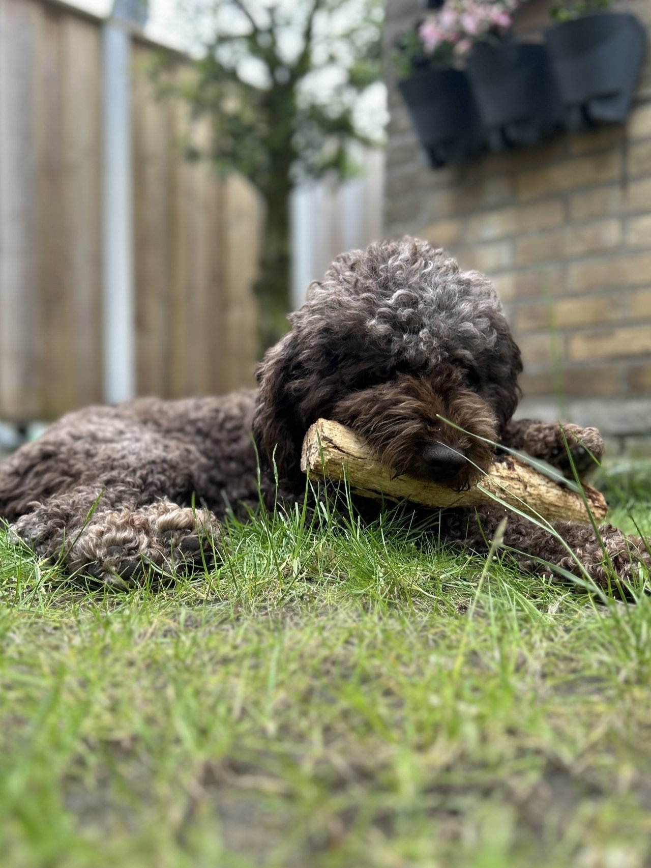 René, pet sitter in Groenlo, photo 2