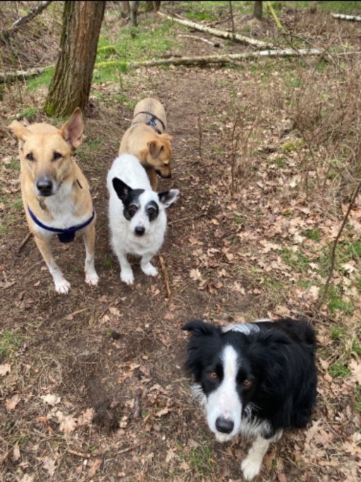 Nina, pet sitter in Budel, photo 3