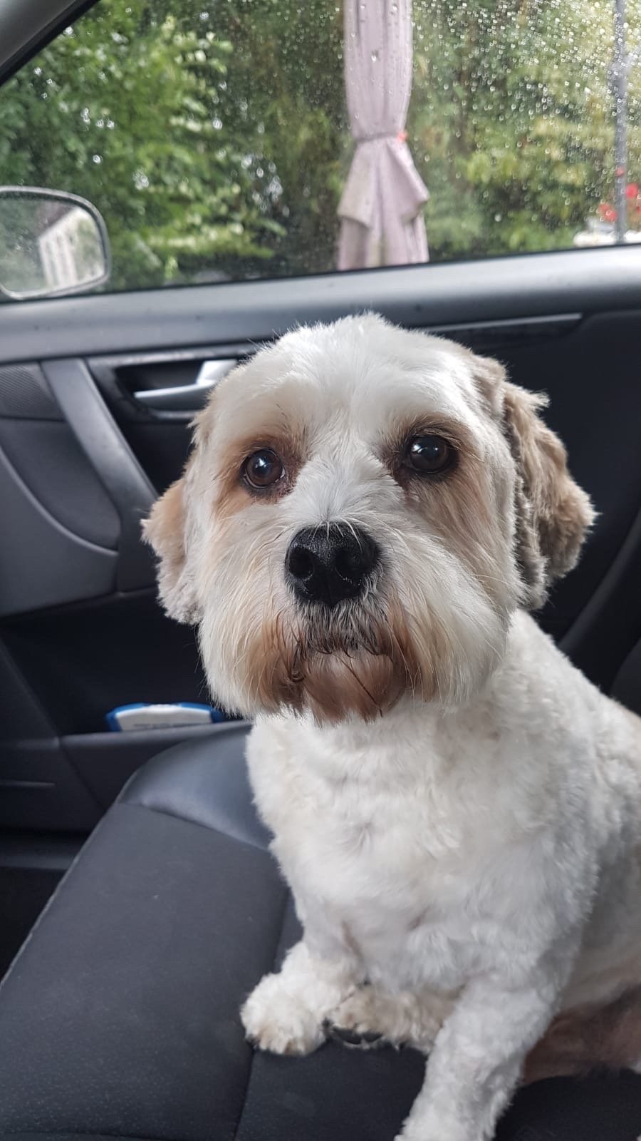 Adri, pet sitter in Groningen , photo 2