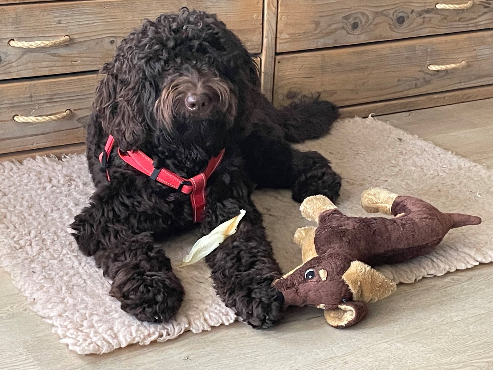 Gea, pet sitter in Veenendaal, photo 4