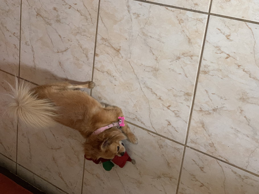 Ale, pet sitter in Arnhem, photo 5