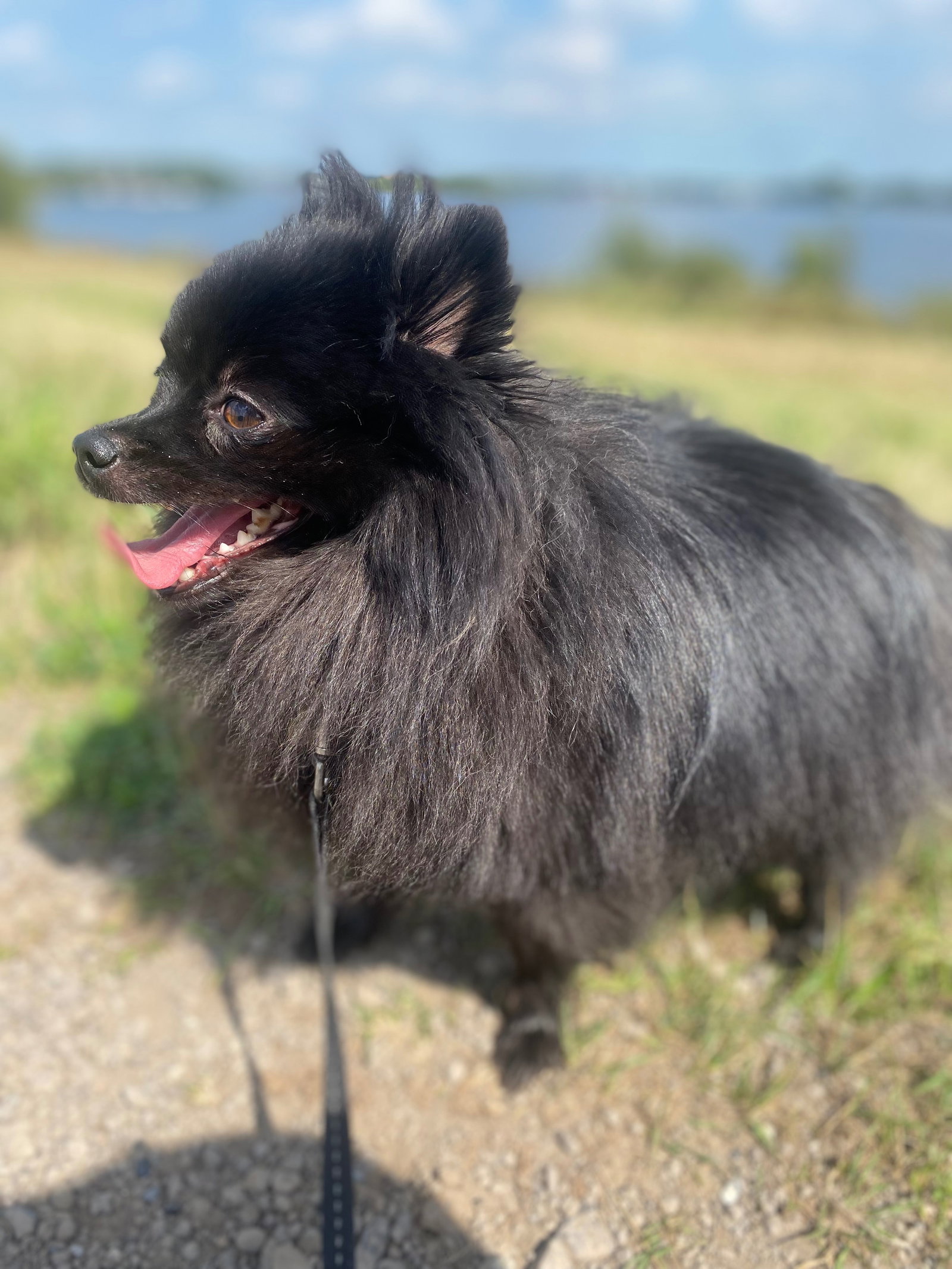 Dominique, pet sitter in IJmuiden, photo 3