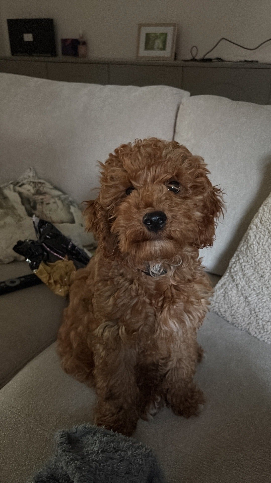 maud, pet sitter in Eindhoven, photo 2