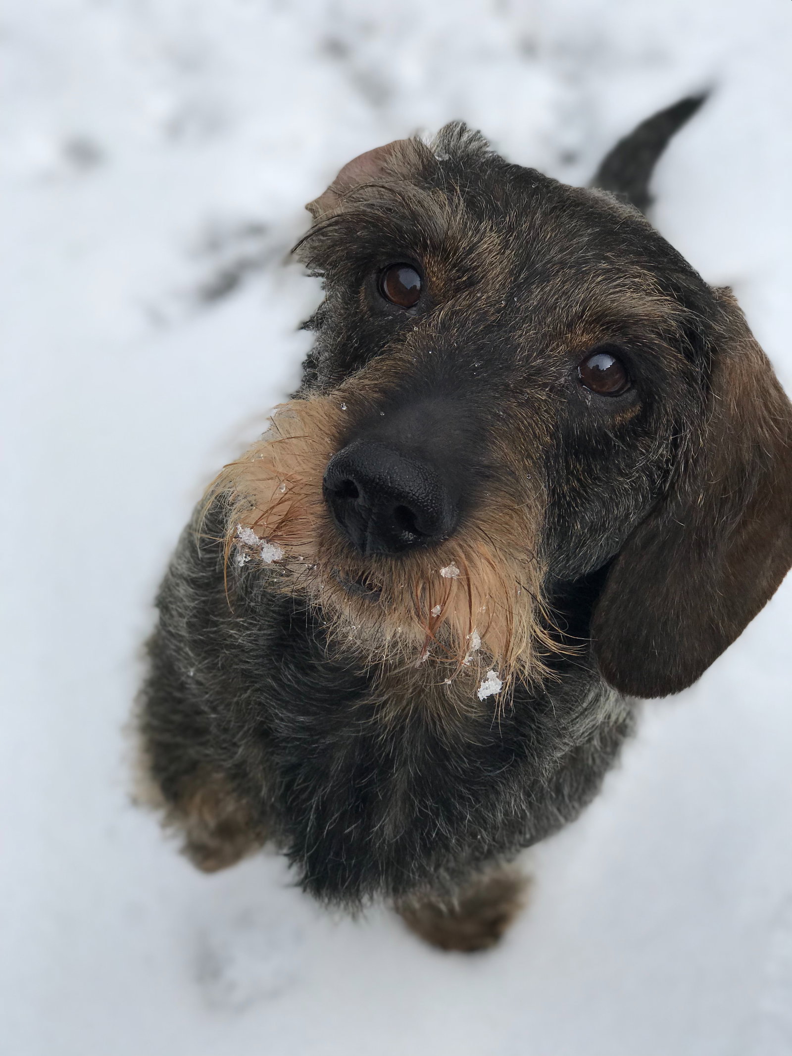 Sam, pet-sitter à rotem, photo 2