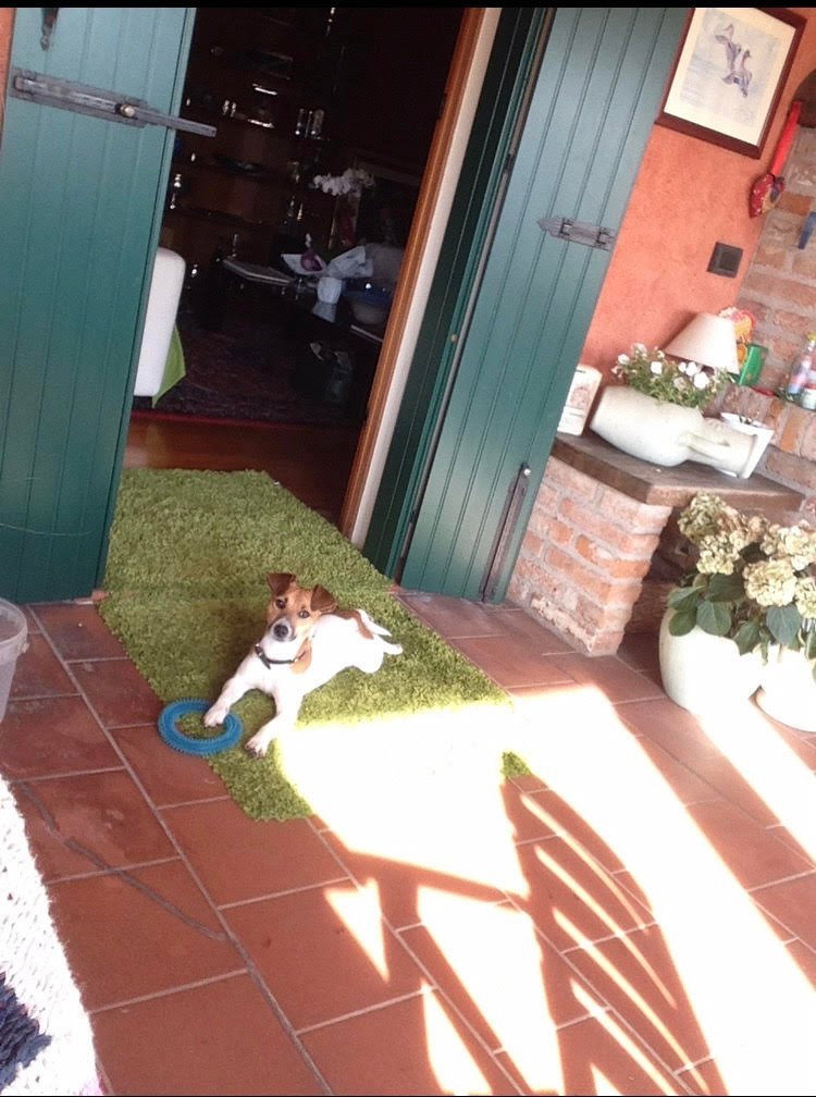 Isabella, pet sitter in Amsterdam, photo 5