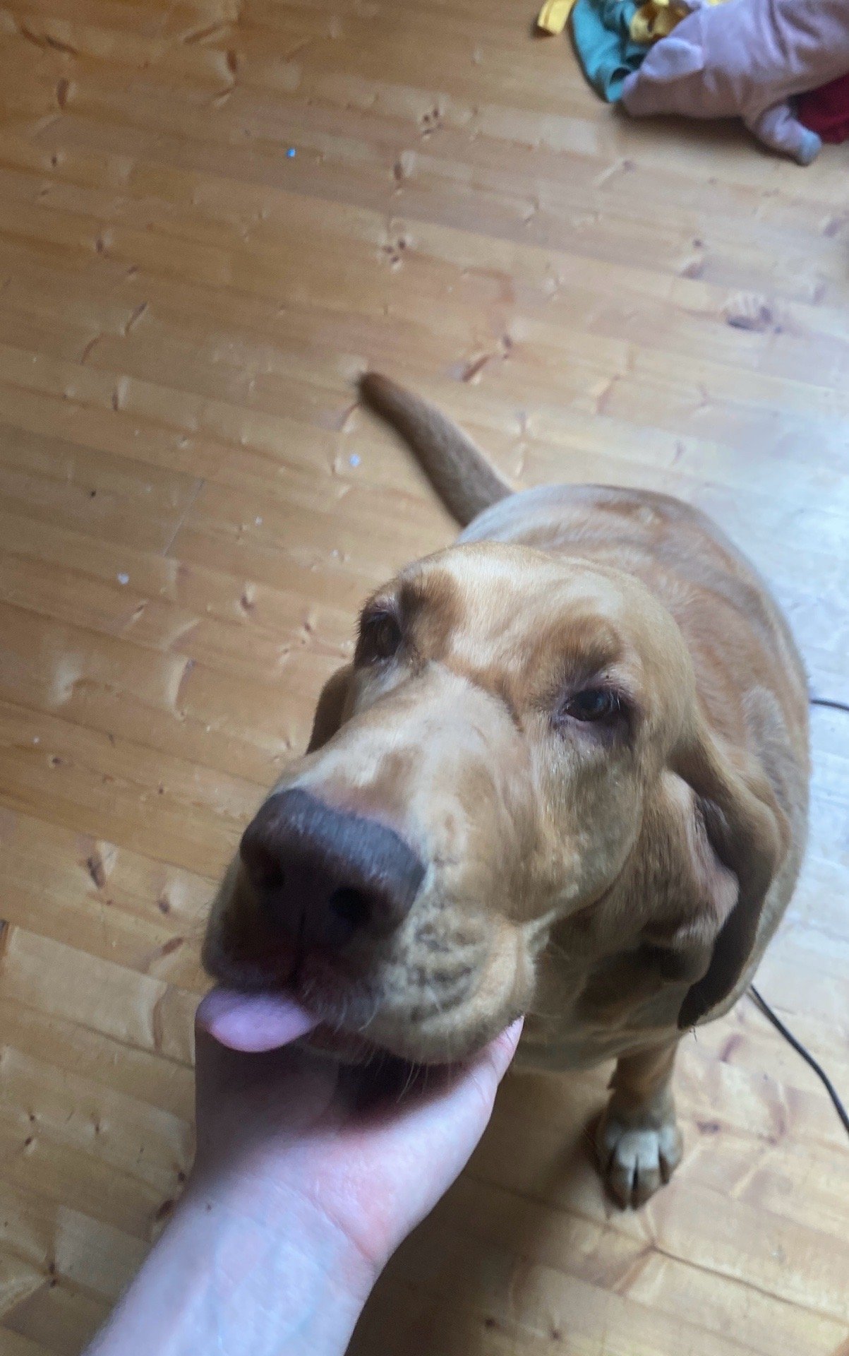 Liselotta, pet sitter in Rotterdam, photo 1