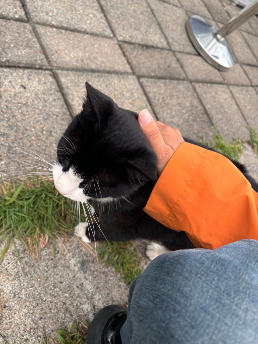 Sam, pet sitter in Diemen, photo 3