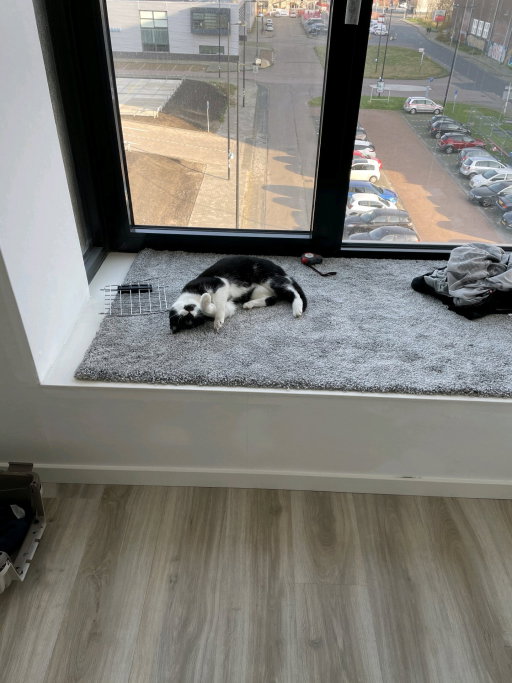 Rene, dierenoppas in Almere, foto 2