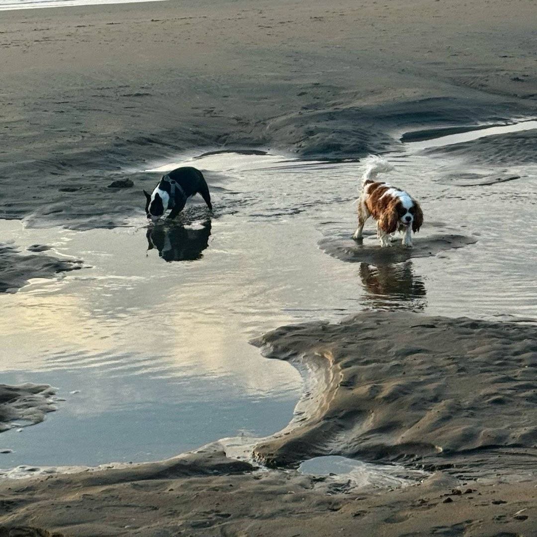 Ju&Immy, pet sitter in Wassenaar, photo 5