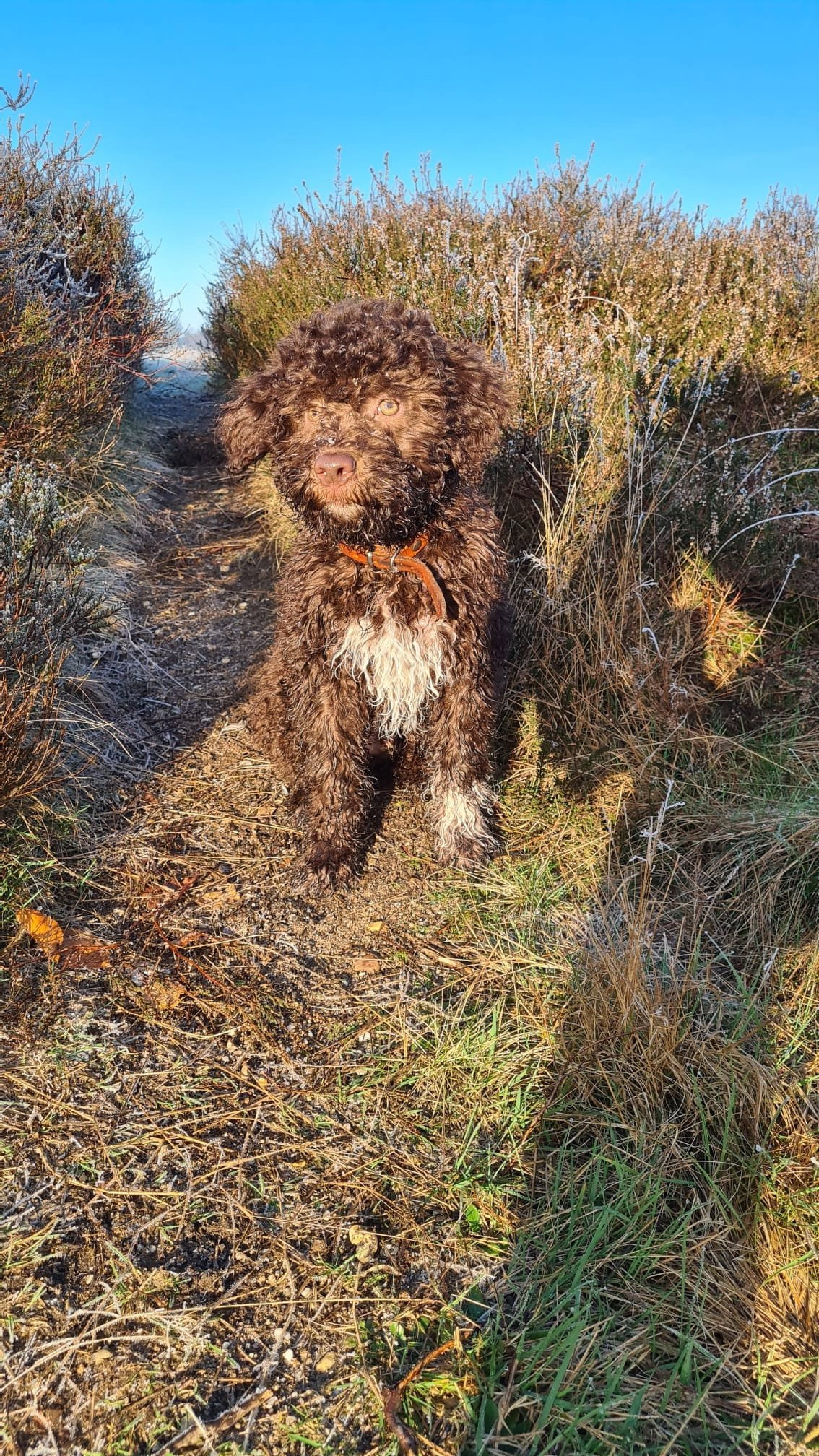 Celine, pet sitter in Hilversum, photo 2