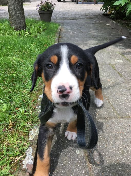 Felice, pet sitter in Amsterdam, photo 4
