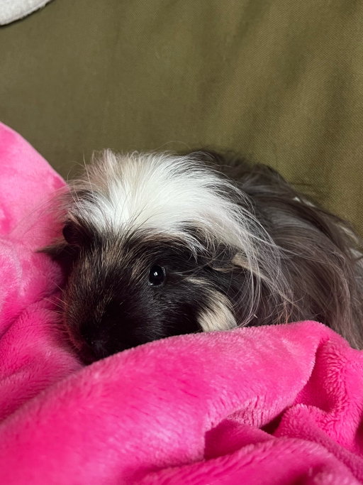 Amber, pet sitter in Franeker, photo 4