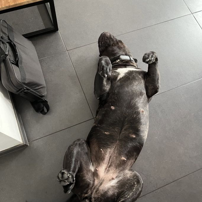 Ruby, pet sitter in Amsterdam, photo 2