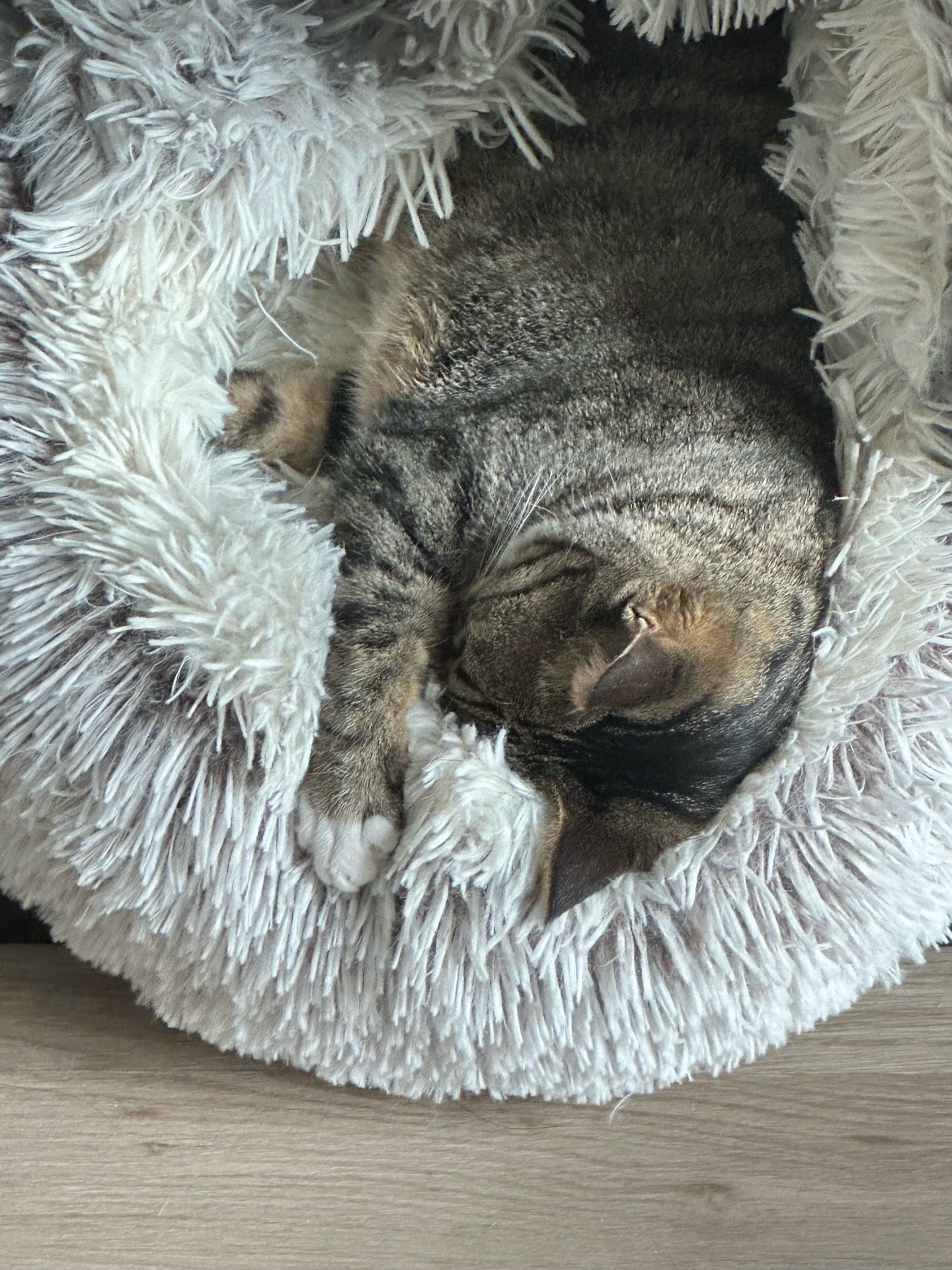 Zhiheng, pet sitter in Rotterdam, photo 3
