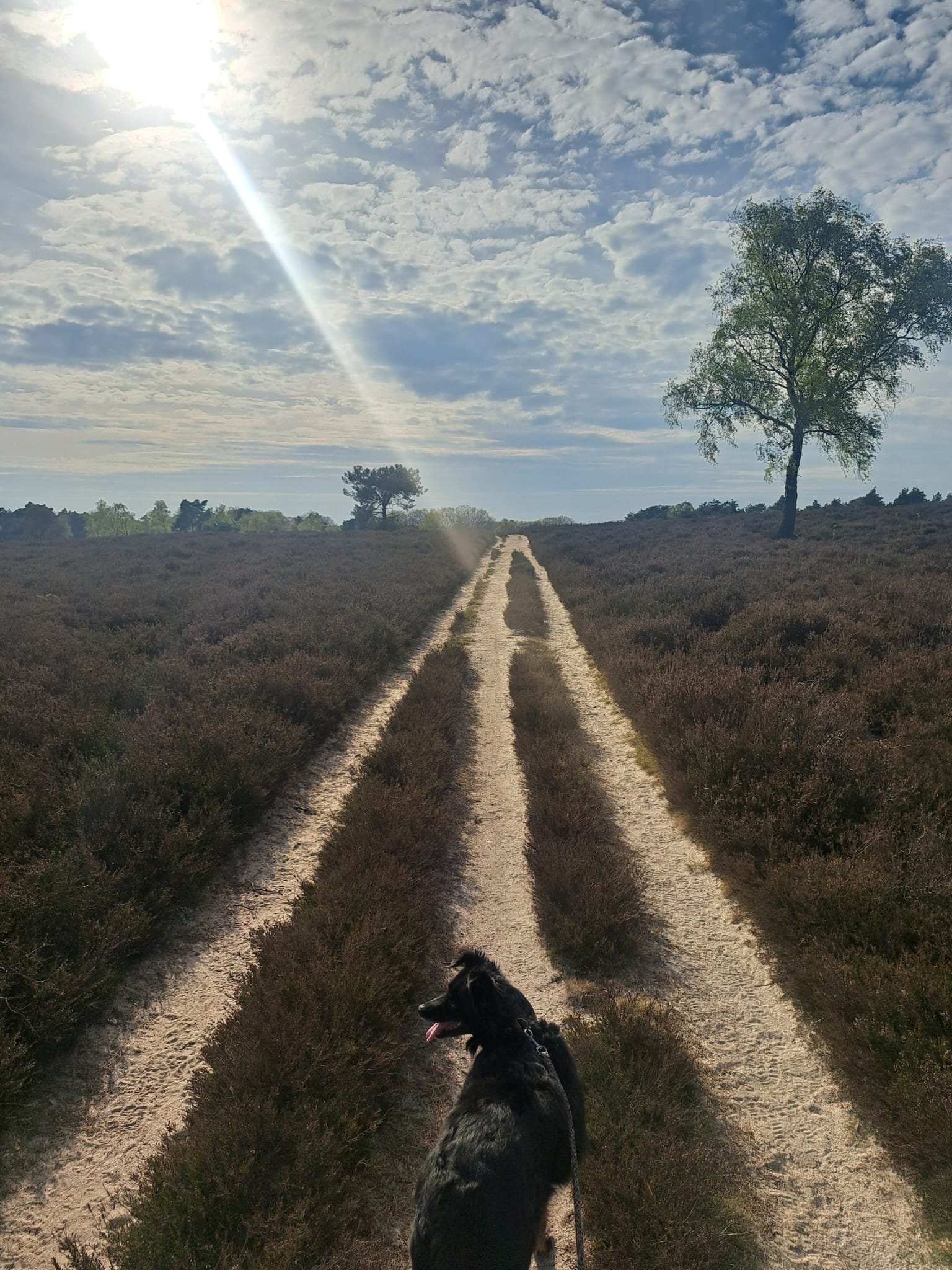 Franzi, pet sitter in Zwolle, photo 4