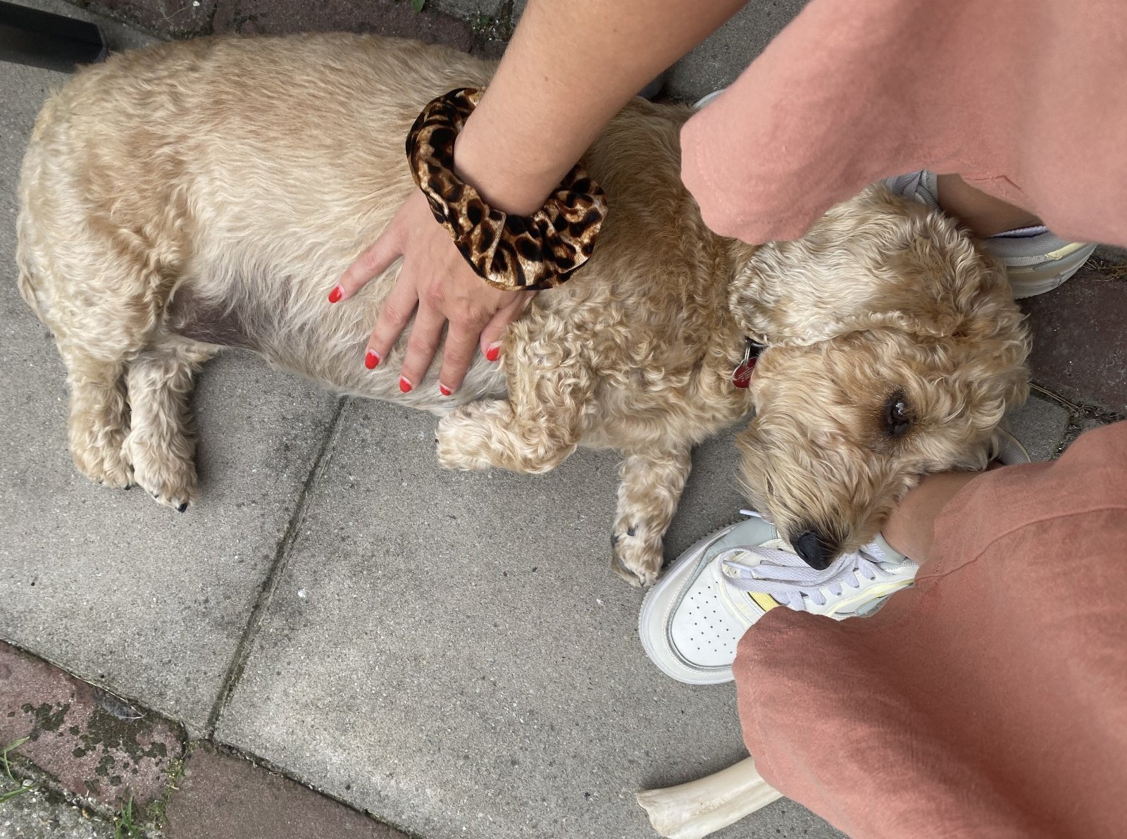 Maxime, pet sitter in 's-Gravenhage, photo 5