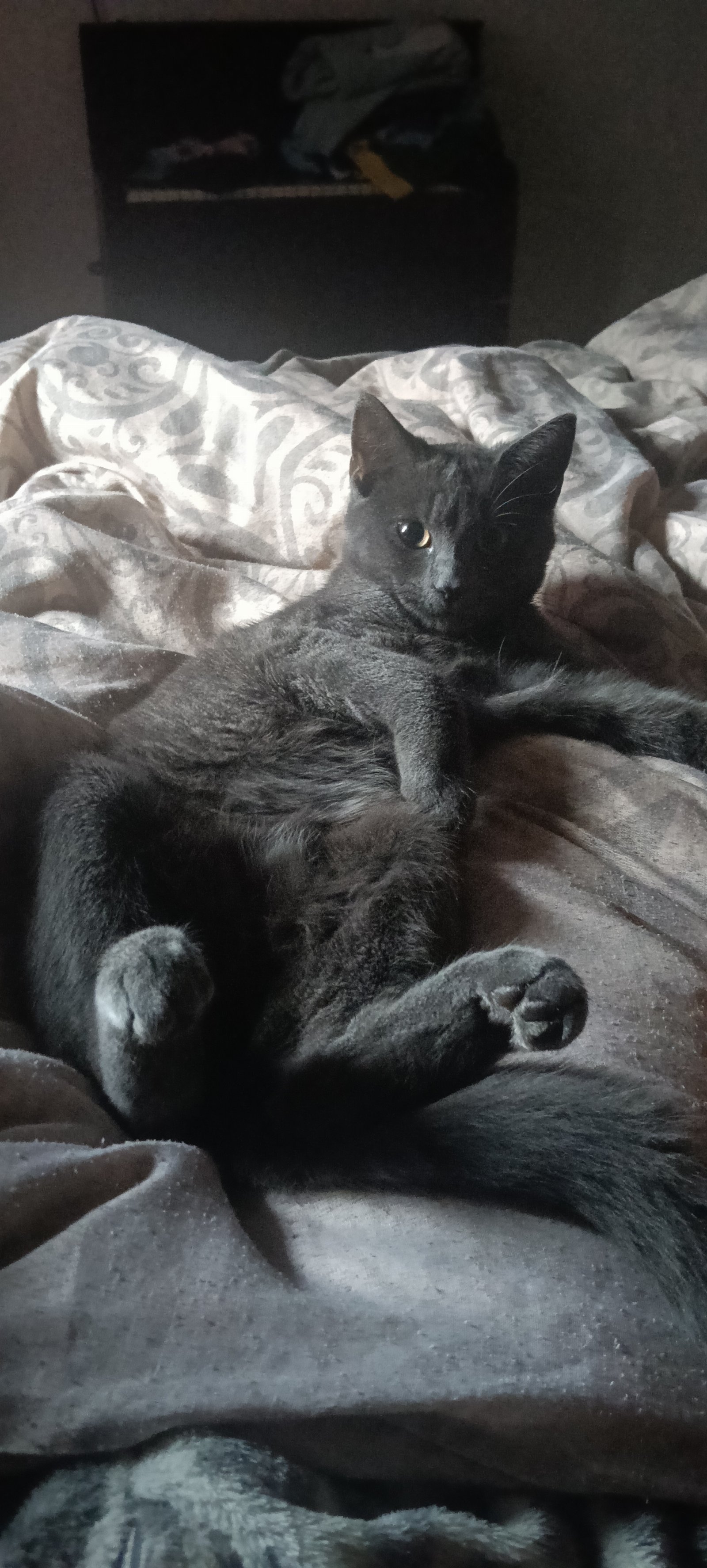 Helga, pet sitter in Breda, photo 1