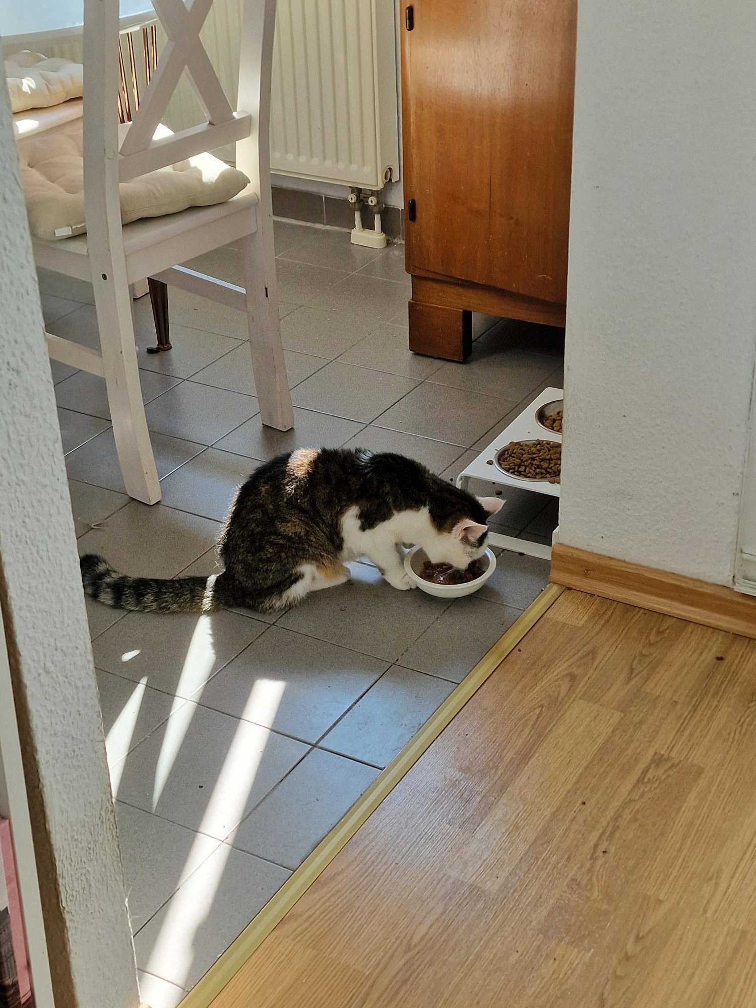 Sandra, Tiersitter in Berlin, Foto 4