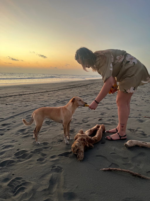 Andres & Martyna, pet sitter in Lelystad, photo 4