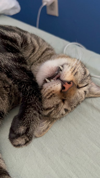 Raphael, pet sitter in Eindhoven, photo 2