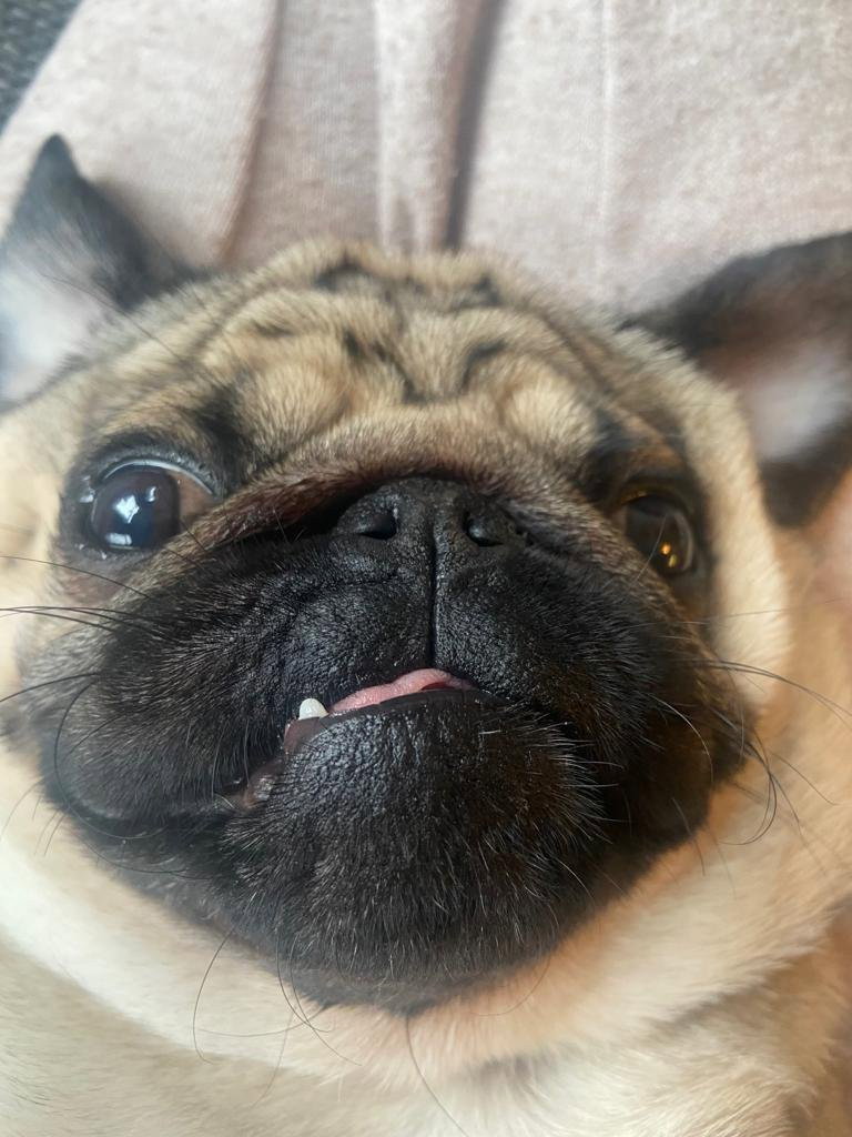 Felipe, pet sitter in Alphen aan den Rijn, photo 3