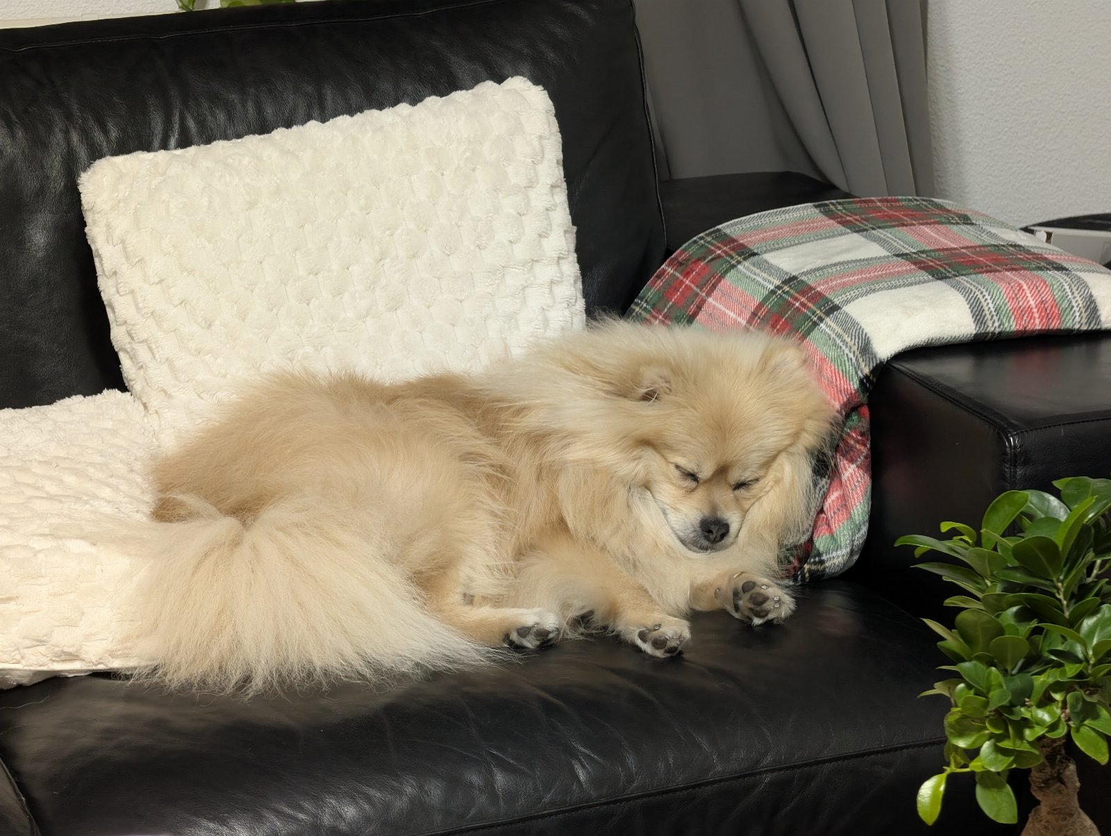 Ehsan, pet sitter in Arnhem, photo 3