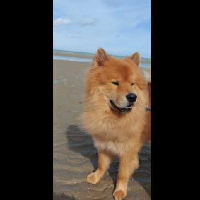 Nina, Tiersitter in Mainz, Foto 4