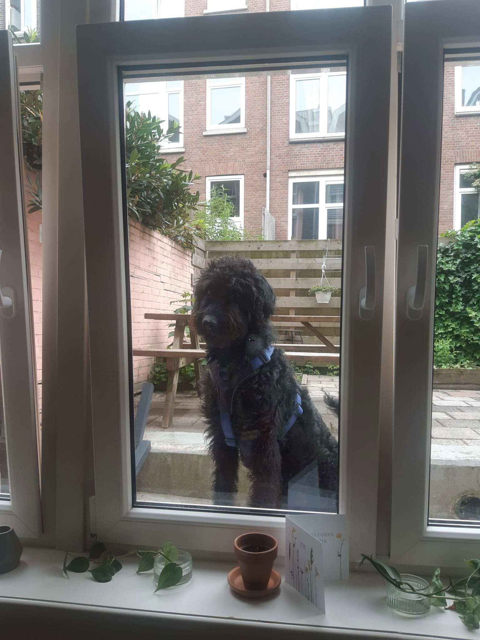 Victor, dierenoppas in Rotterdam, foto 2