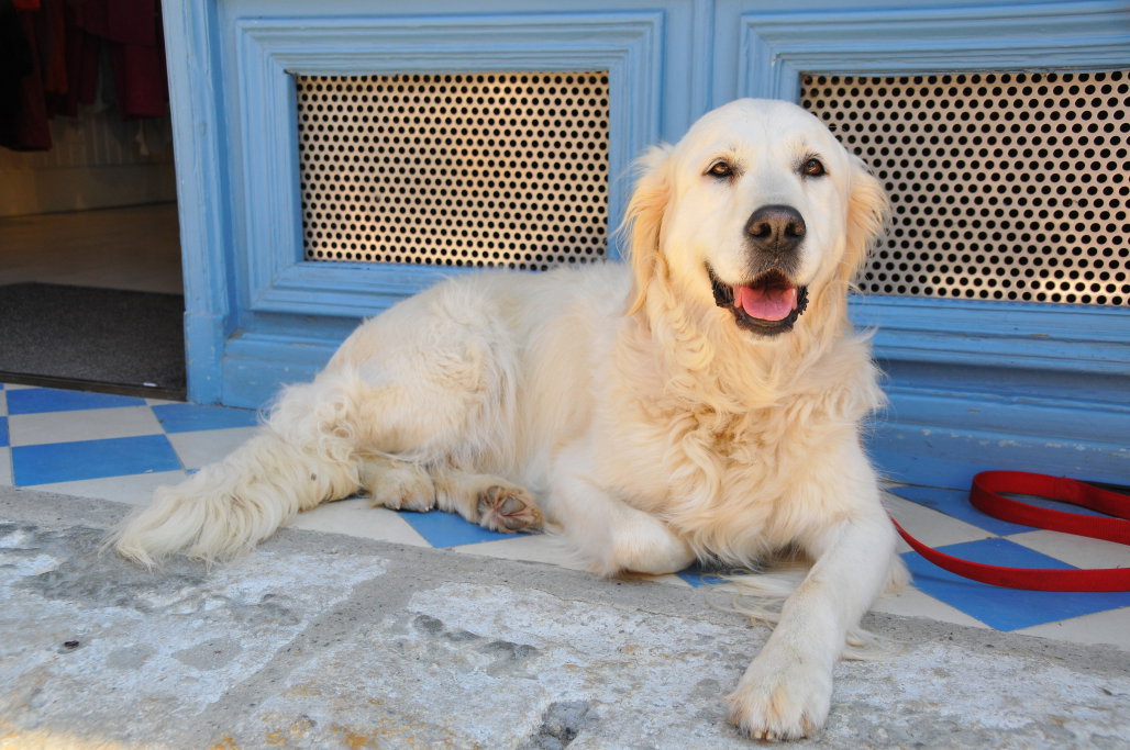 Renee, pet sitter in Utrecht, photo 1