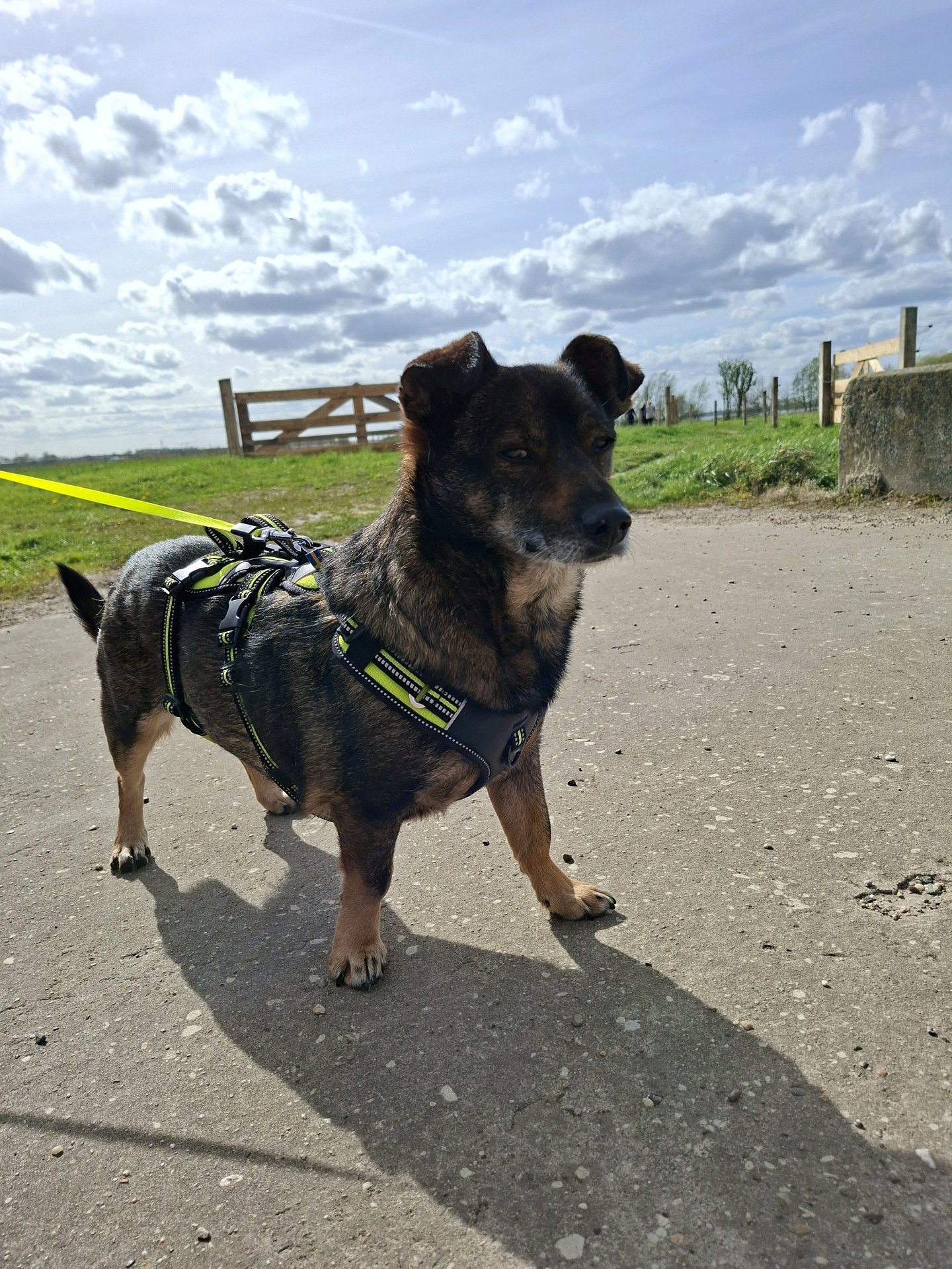 nanda, pet sitter in Nunspeet, photo 2