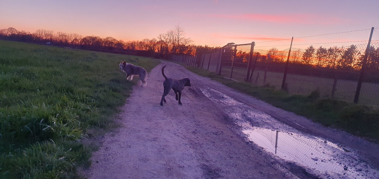 Joyce, pet sitter in Aarle-Rixtel, photo 3