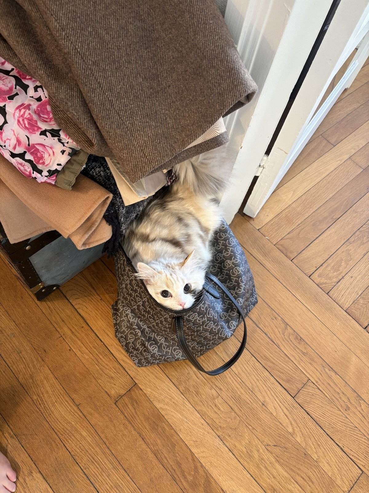 Violette, pet sitter in Amsterdam, photo 2