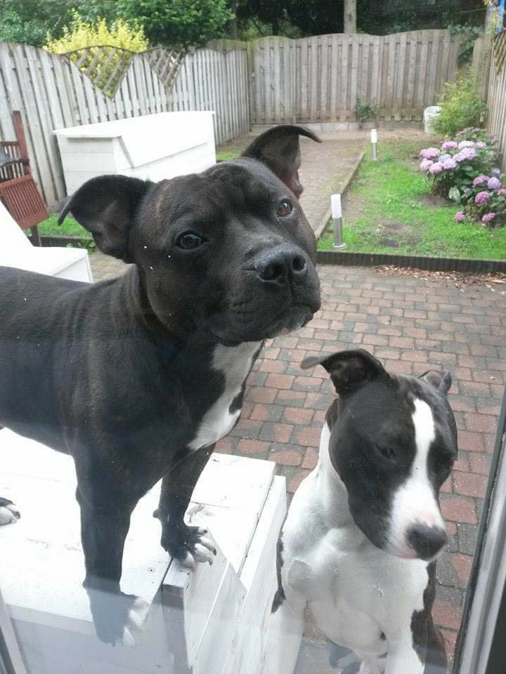 San, pet sitter in Oss, photo 2