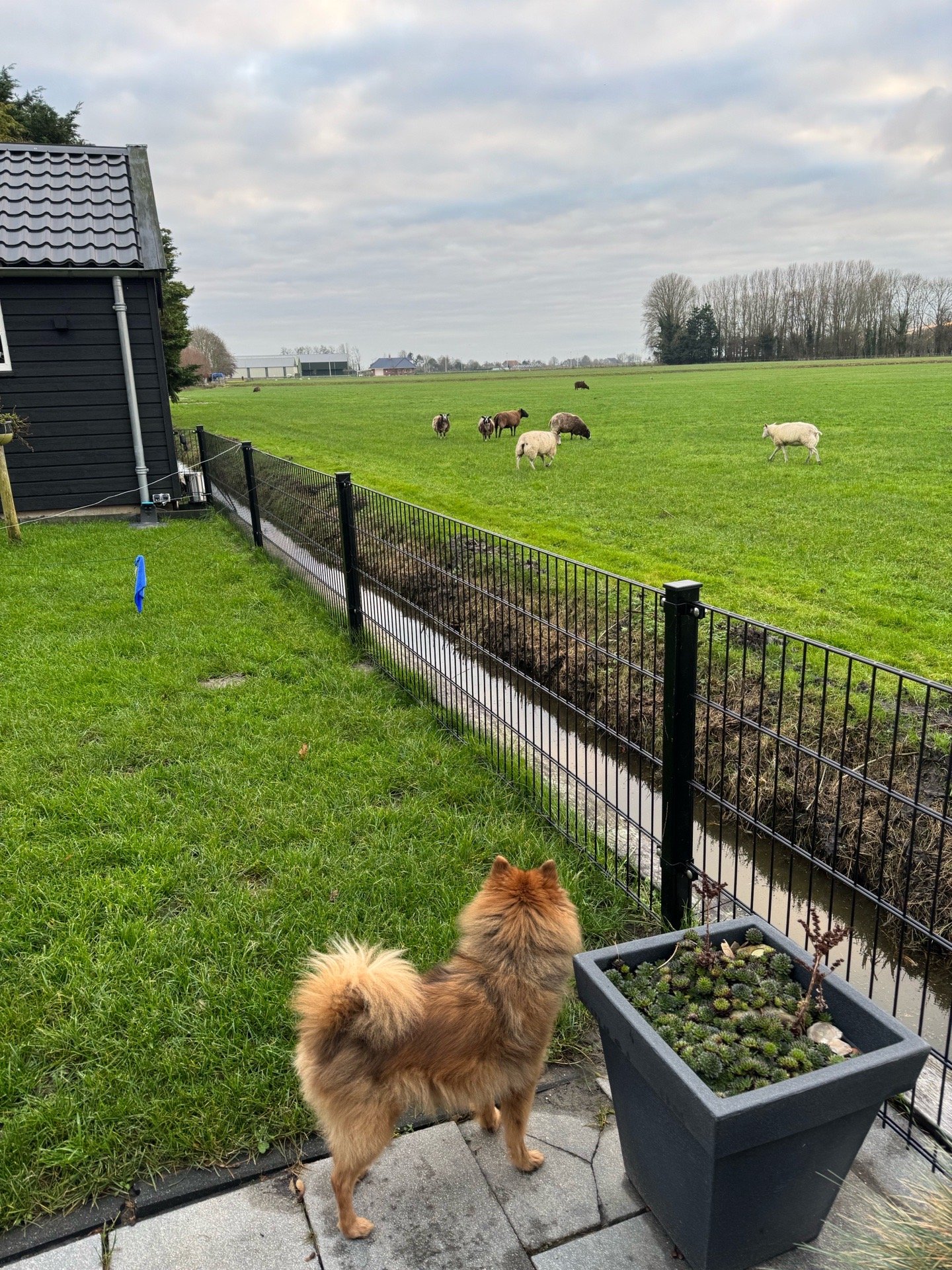 Nicole, pet sitter in Oudenhoorn, photo 3