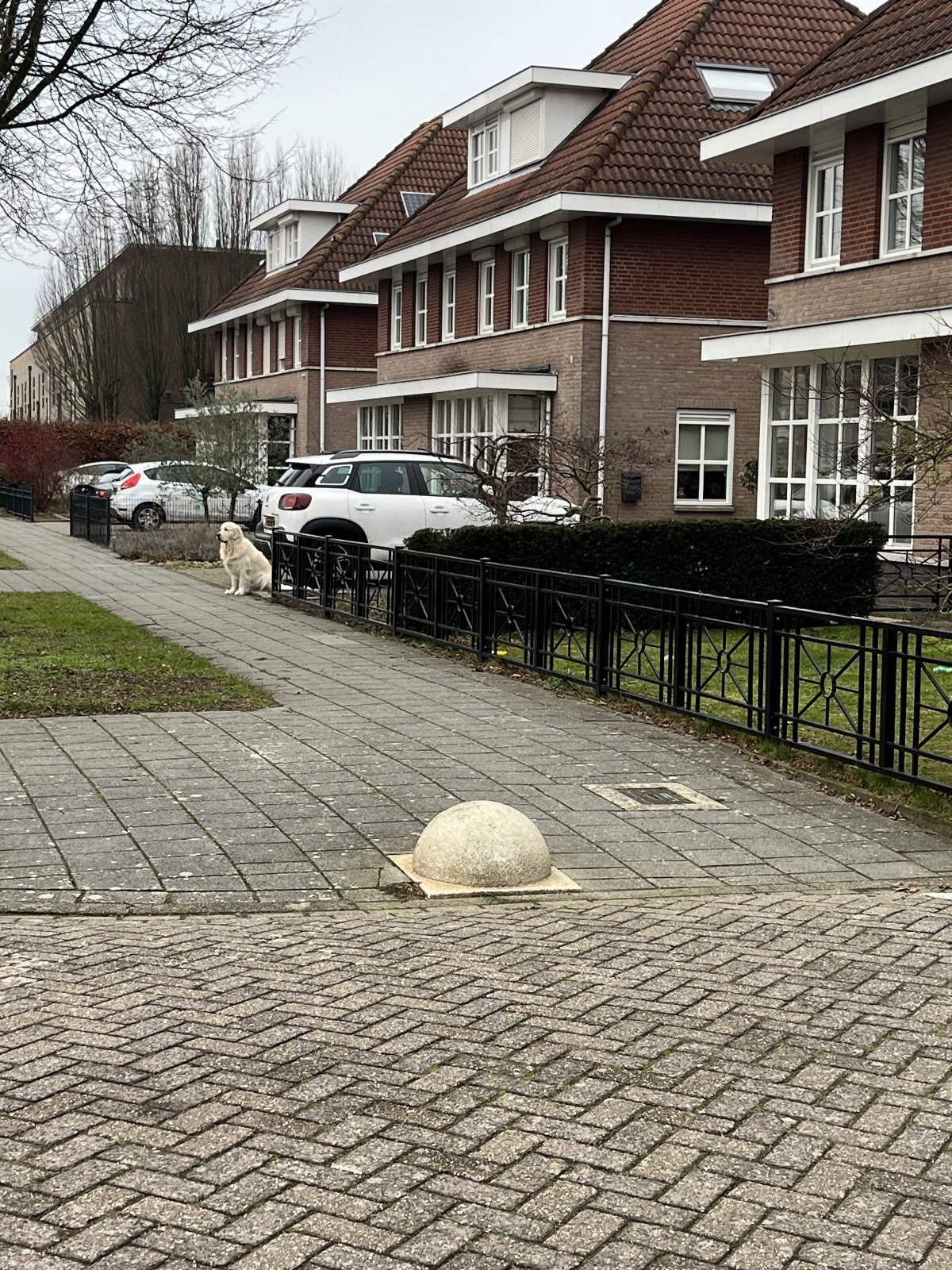 Willemijn, dierenoppas in Tiel, foto 1