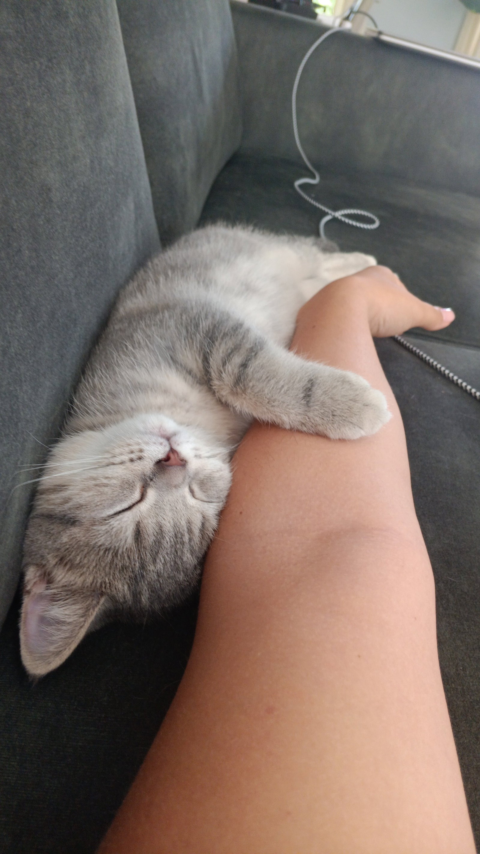 Gina, pet sitter in Best, photo 2