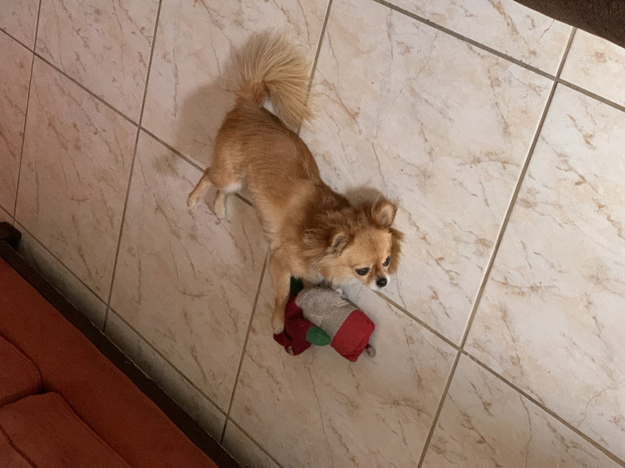 Ale, pet sitter in Arnhem, photo 3