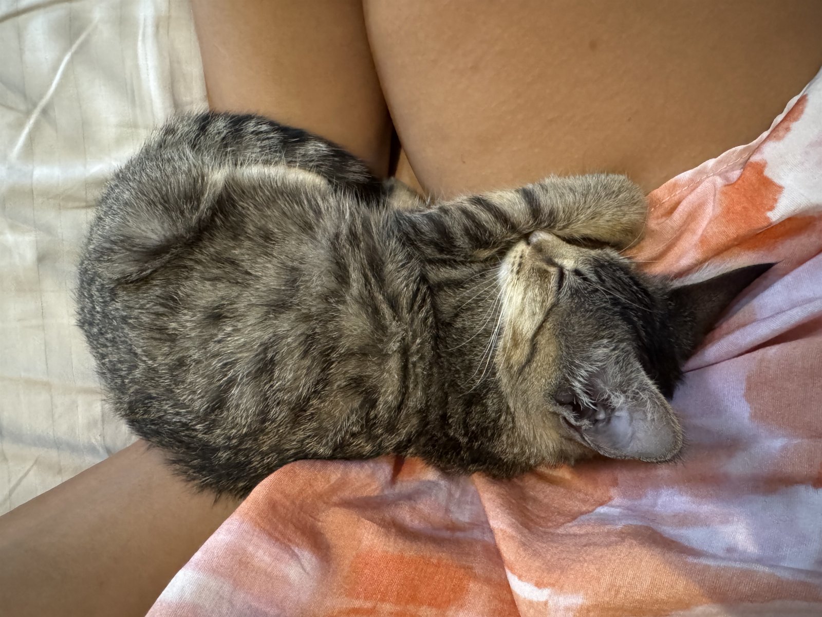 Dayanara genoveva, pet sitter in 's-Gravenhage, photo 5